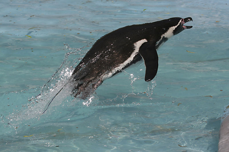 Fliegender Pinguin