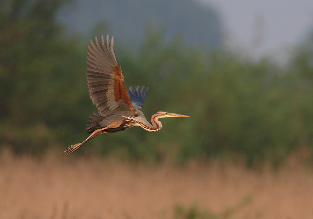 Fliegender Purpurreiher