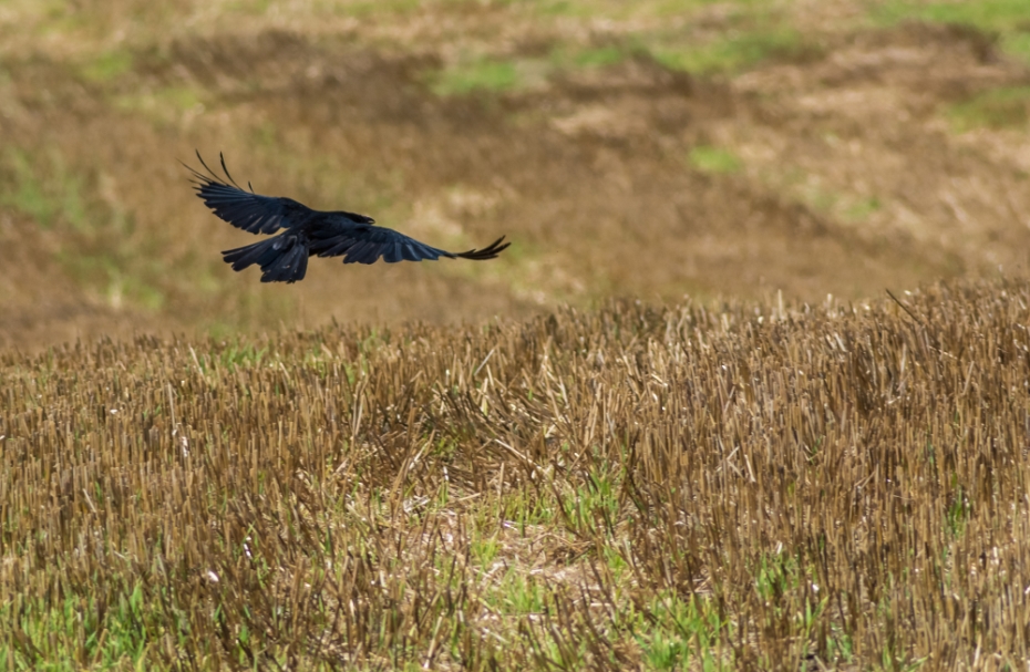 fliegender Rabe