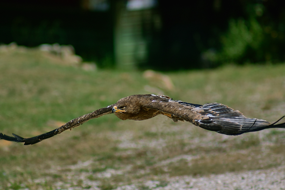 fliegender Räuber