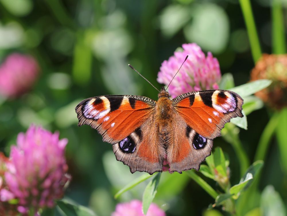 Fliegender Regebogen