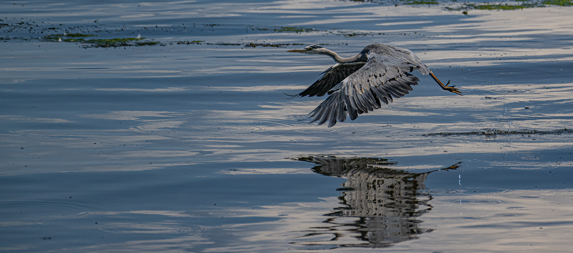 Fliegender Reiher