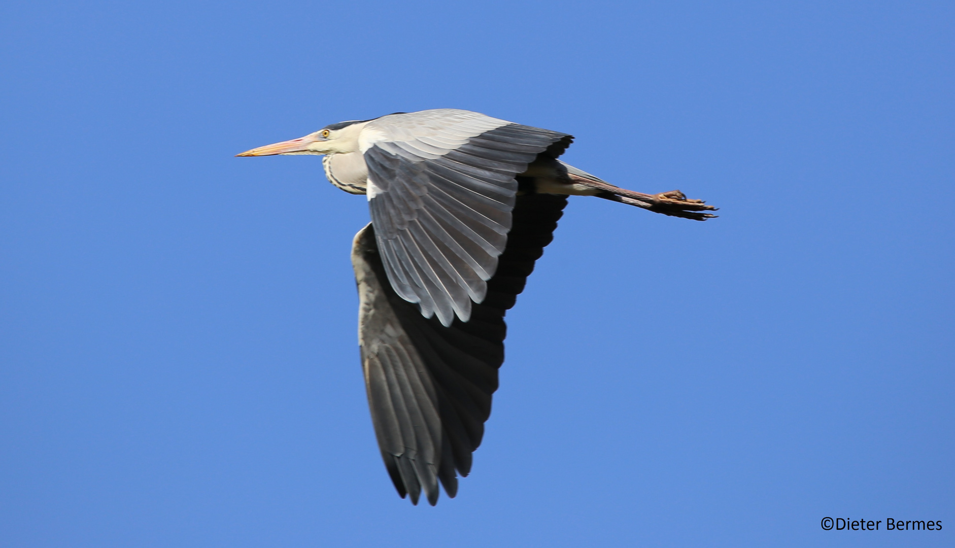 Fliegender Reiher