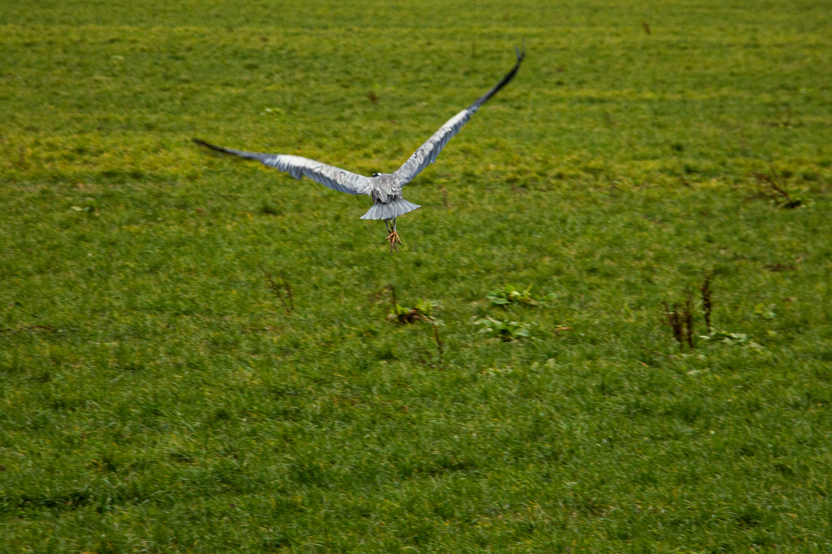 Fliegender Reiher