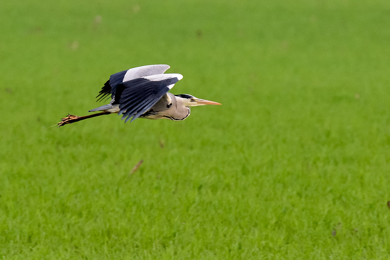 Fliegender Reiher