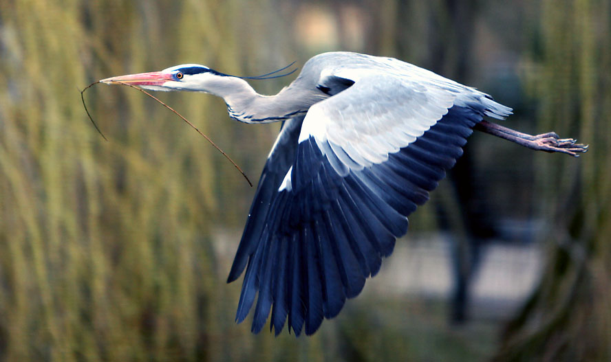 fliegender Reiher