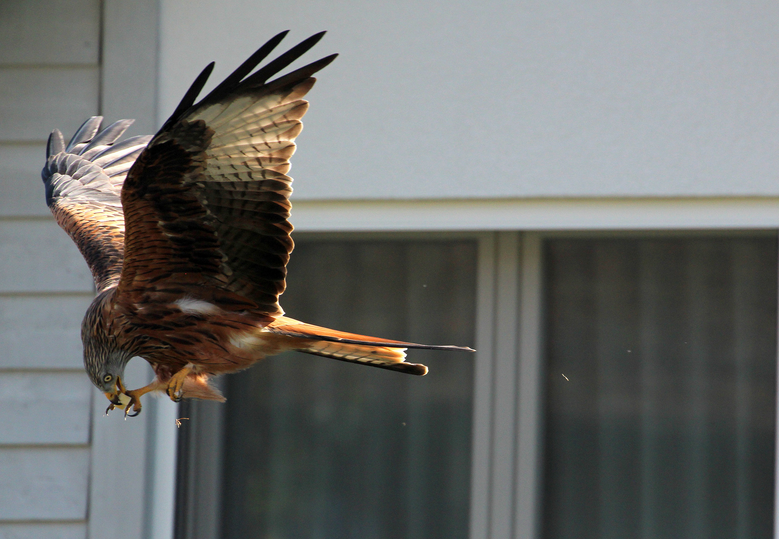 Fliegender Rotmilan beim Essen