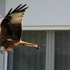 Fliegender Rotmilan beim Essen