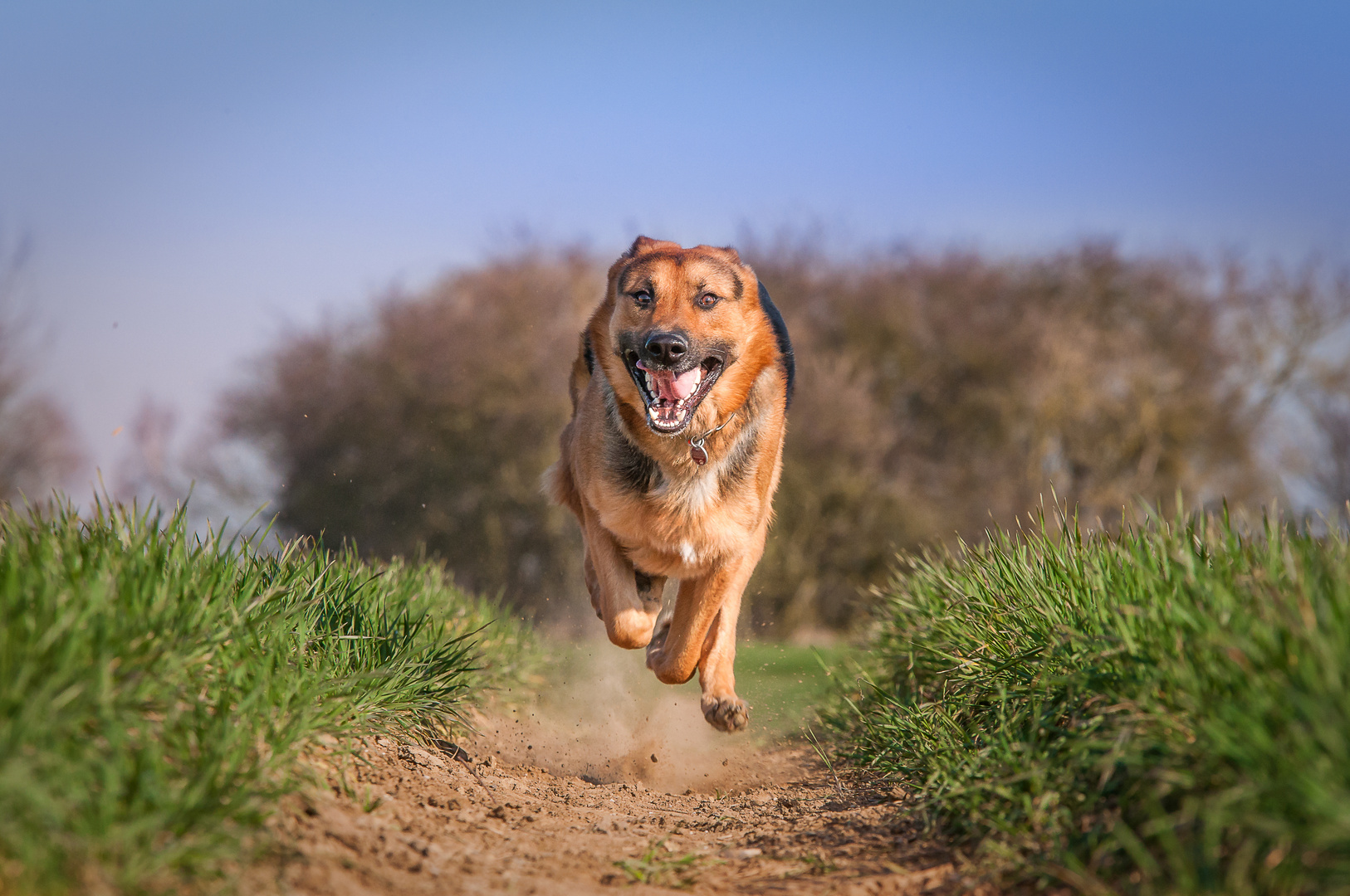 Fliegender Schäferhund