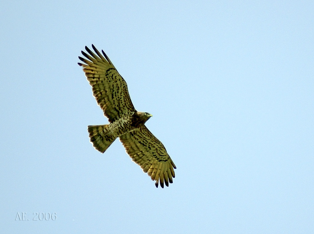 Fliegender Schlangenadler