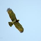 Fliegender Schlangenadler