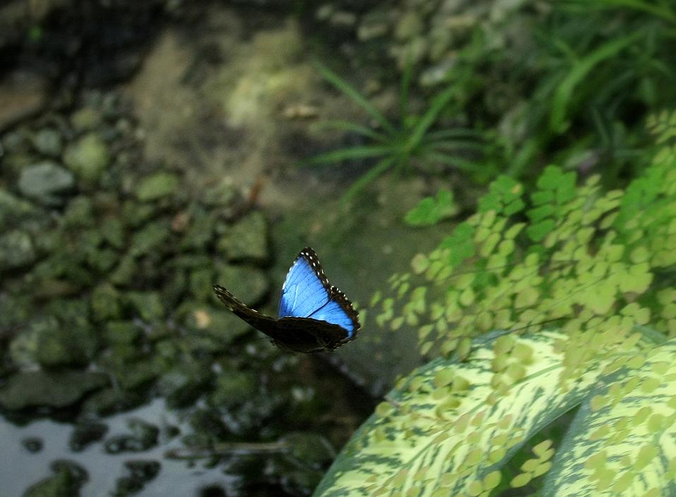 Fliegender Schmetterling