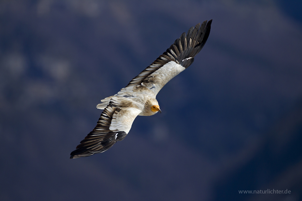 Fliegender Schmutzgeier (Neophron percnopterus)