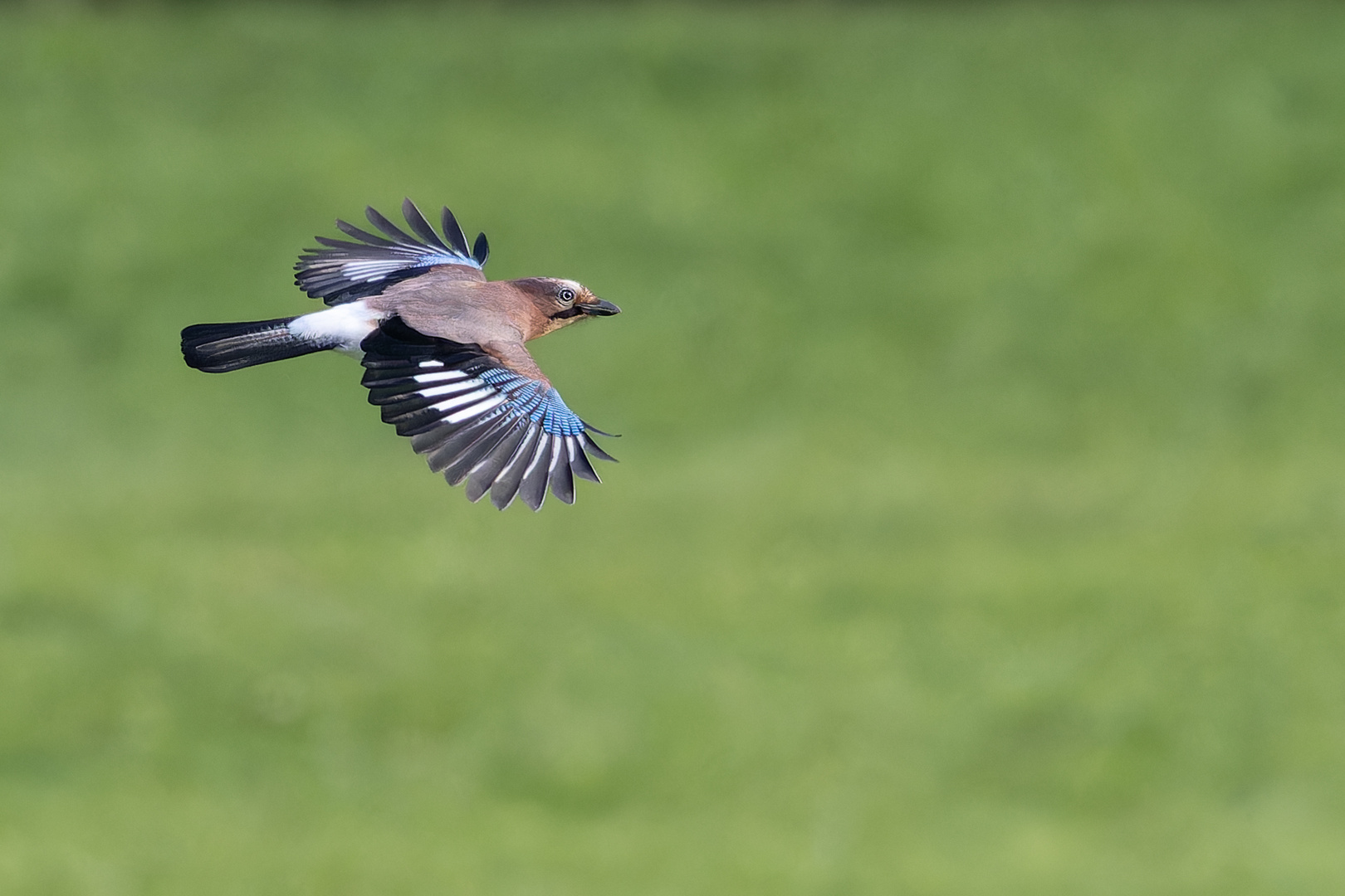 Fliegender Schönling