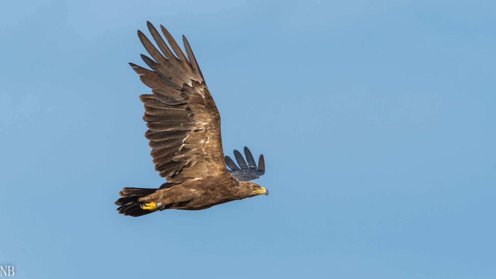 "Fliegender Schreiadler, Ring Code GRAU-KO, 2023"