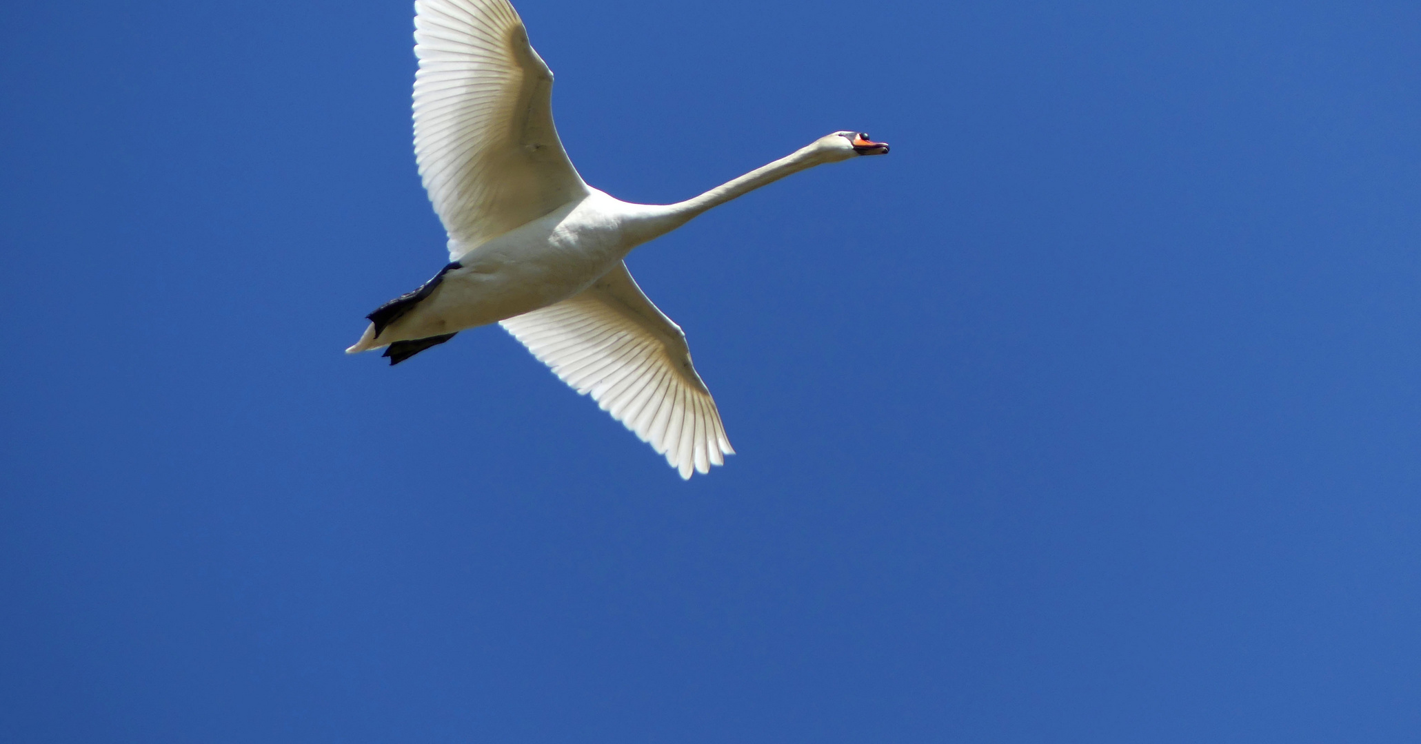 fliegender Schwan 