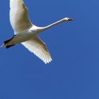 fliegender Schwan 