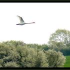 Fliegender Schwan