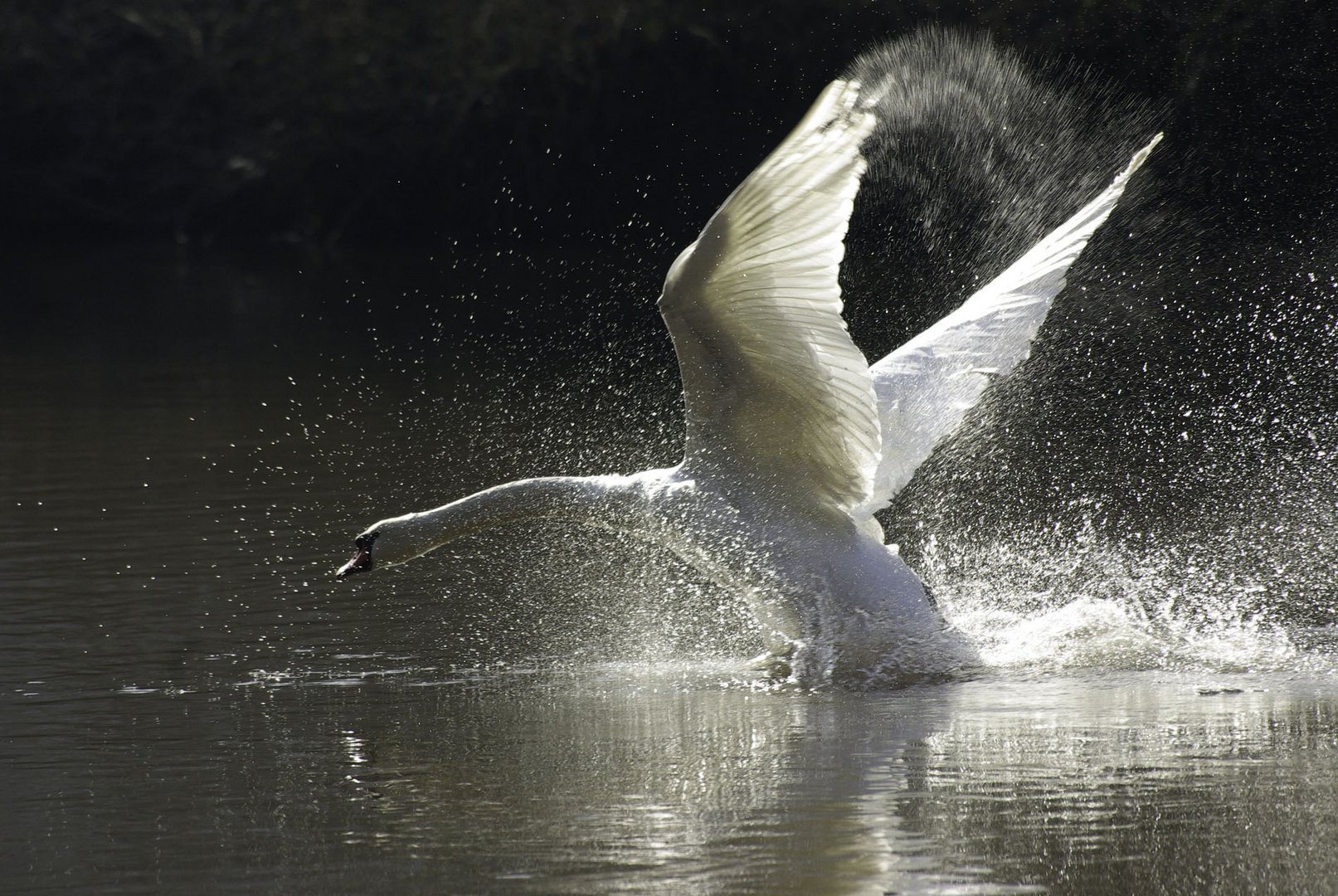 fliegender Schwan