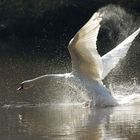 fliegender Schwan