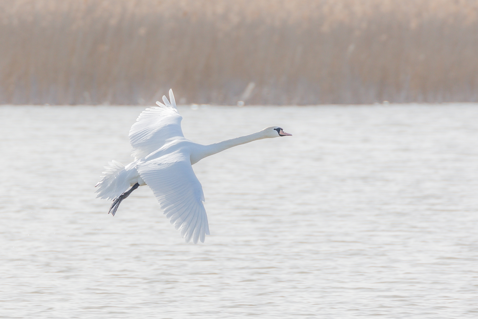 fliegender Schwan-1099-2