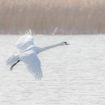 fliegender Schwan-1099-2