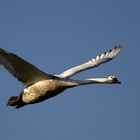 Fliegender Schwan