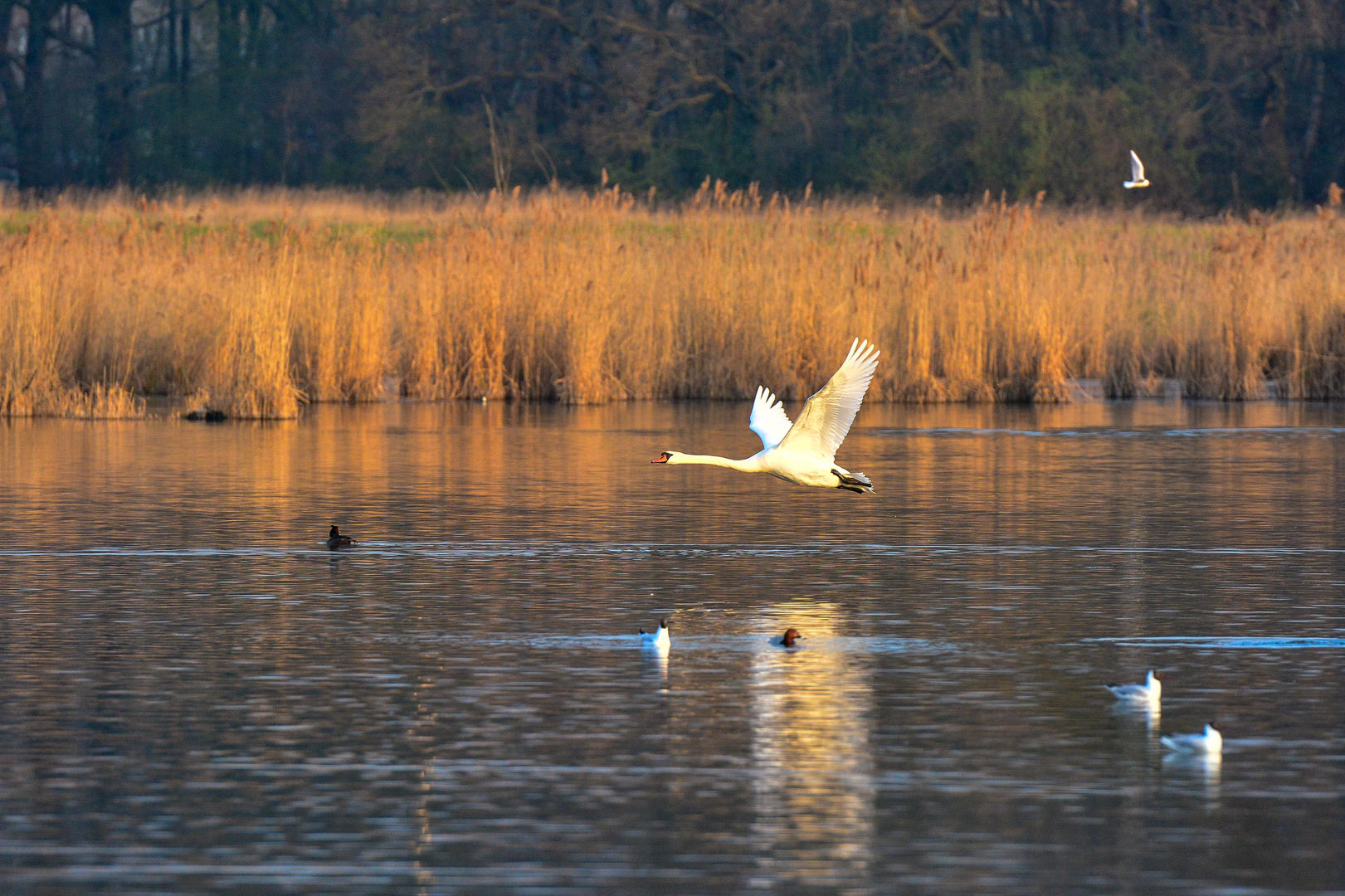 Fliegender Schwan