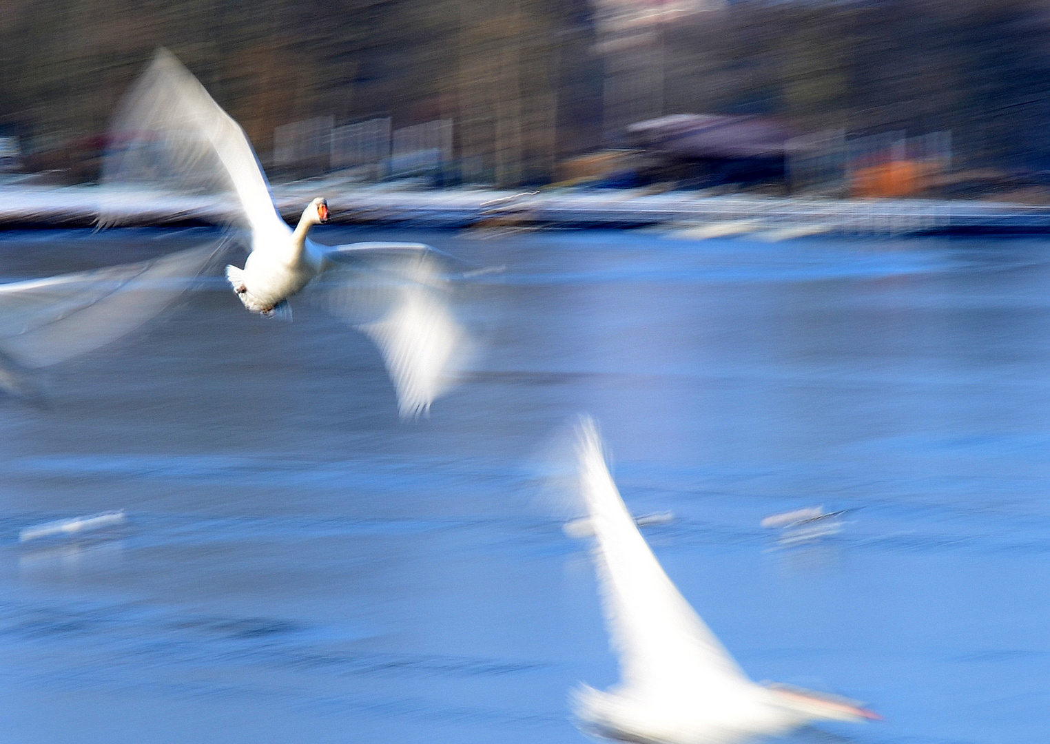 Fliegender Schwan