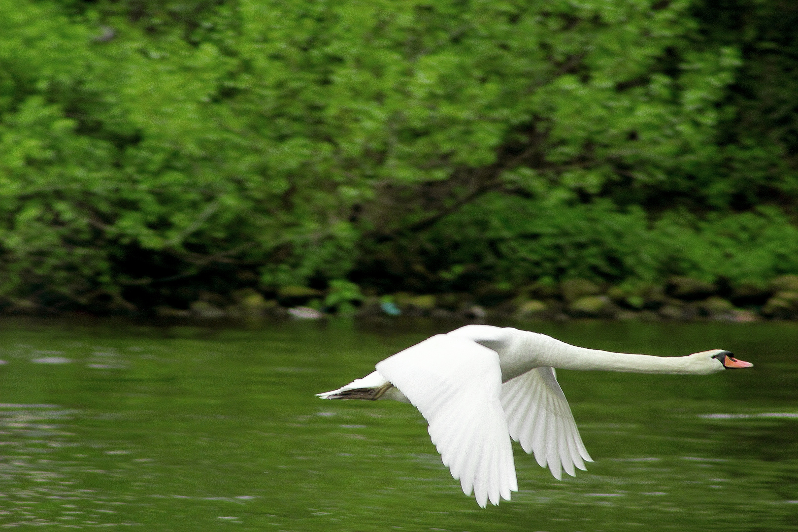 Fliegender Schwan