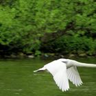 Fliegender Schwan