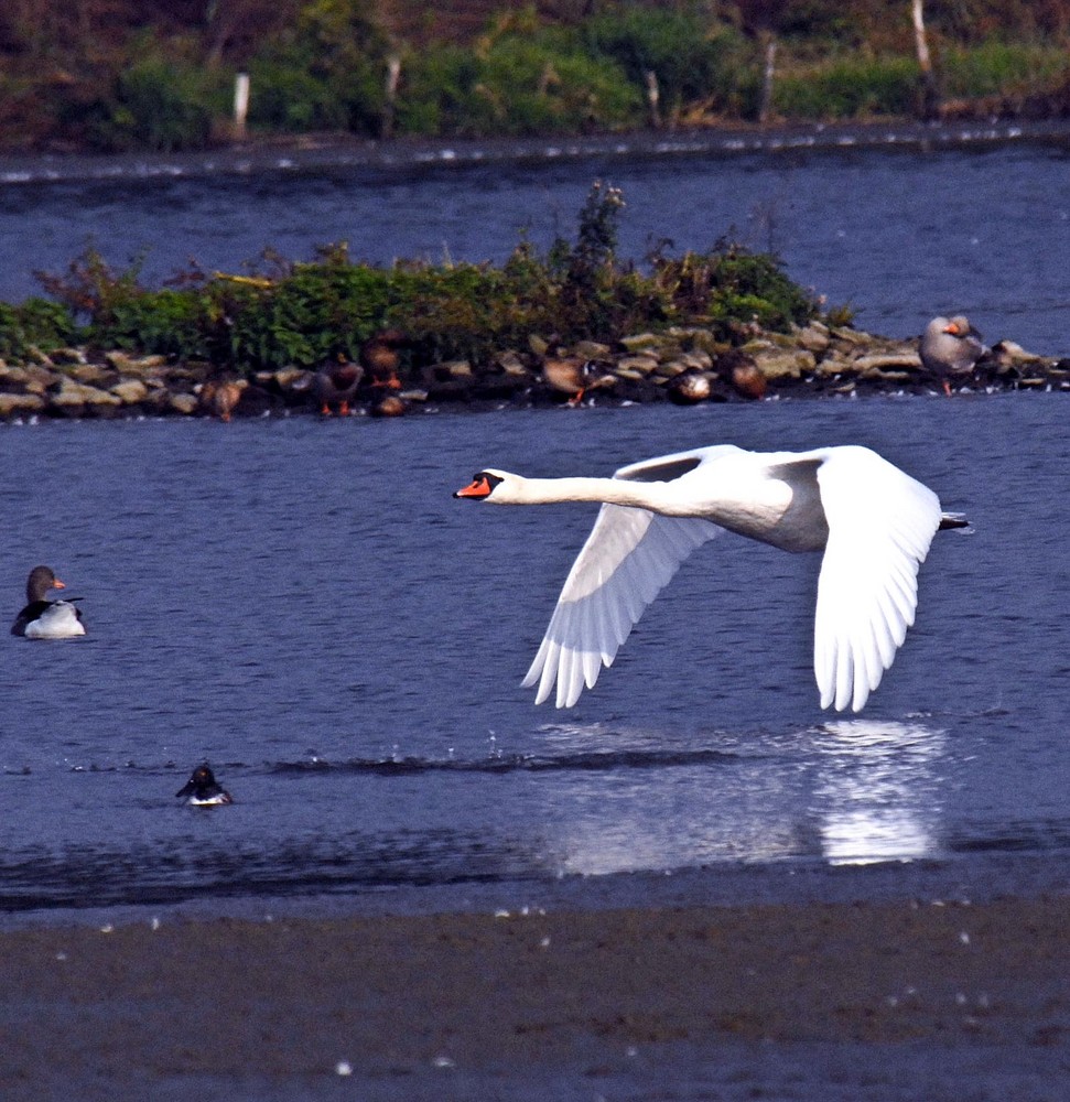 Fliegender Schwan