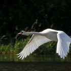 fliegender Schwan