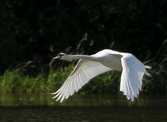 fliegender Schwan