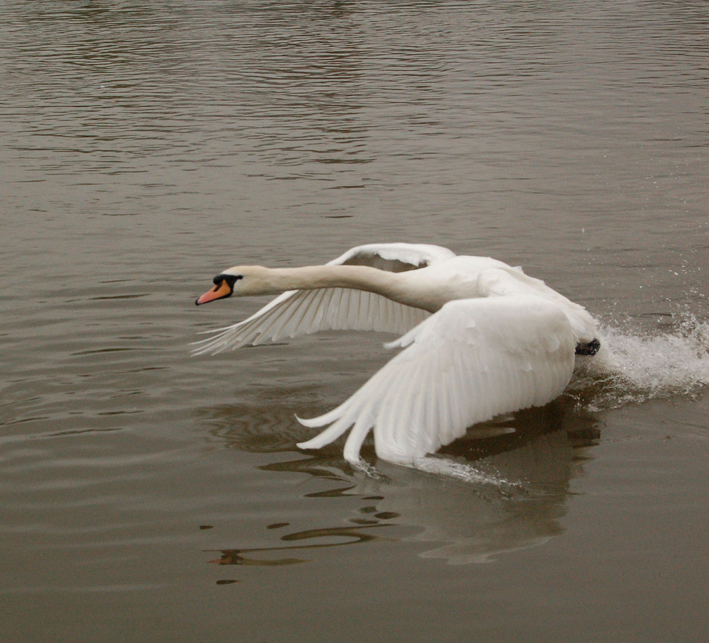 fliegender Schwan