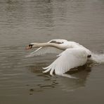 fliegender Schwan