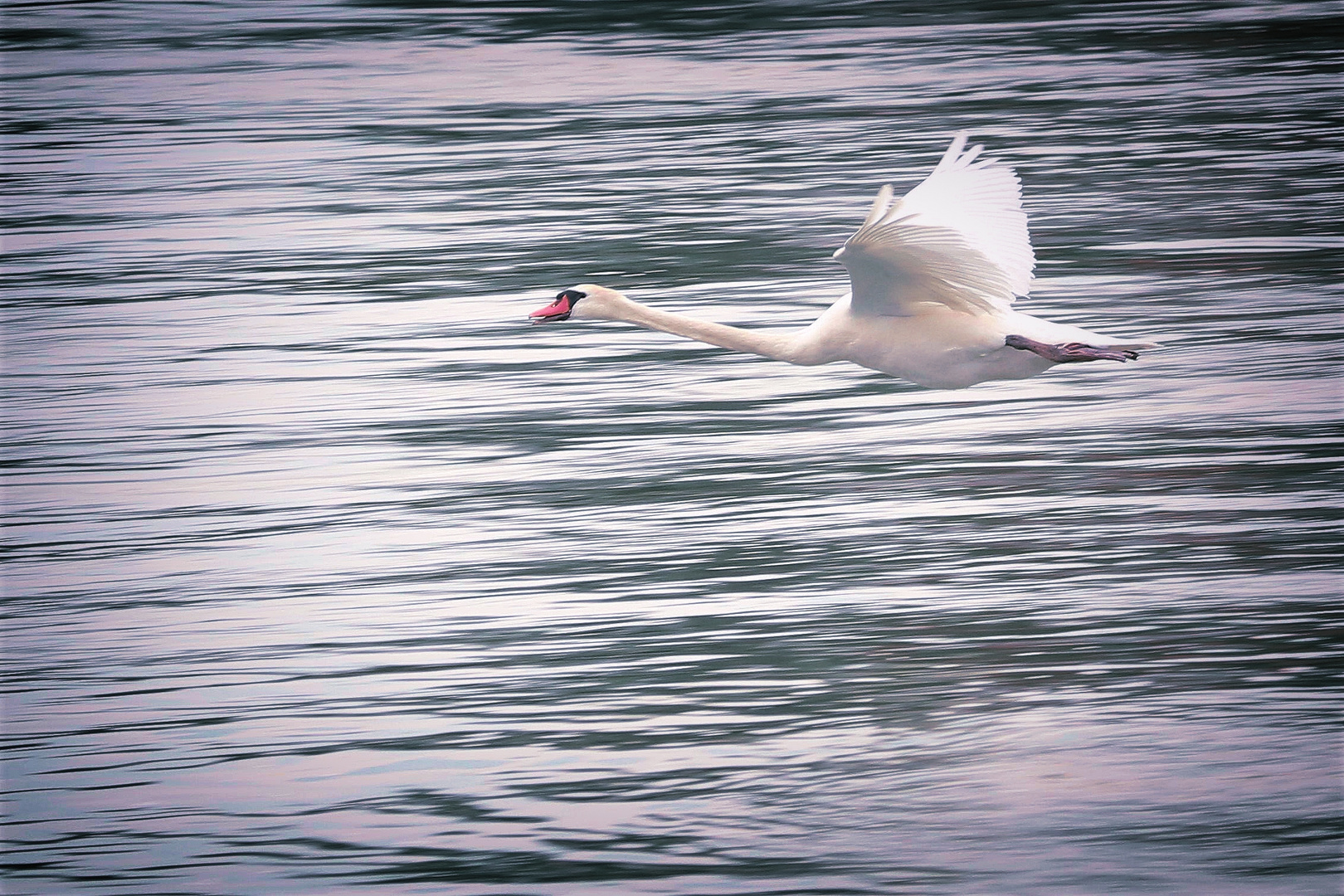 Fliegender Schwan