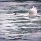 Fliegender Schwan