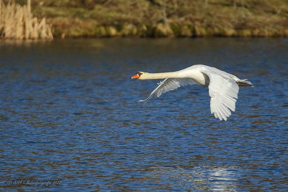 Fliegender Schwan