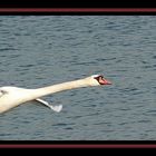 fliegender Schwan