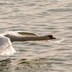 Fliegender Schwan / flying swan