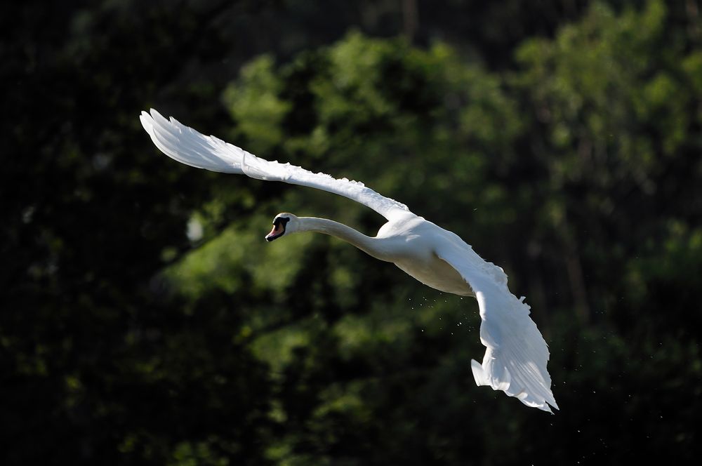 fliegender Schwan II