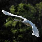 fliegender Schwan II