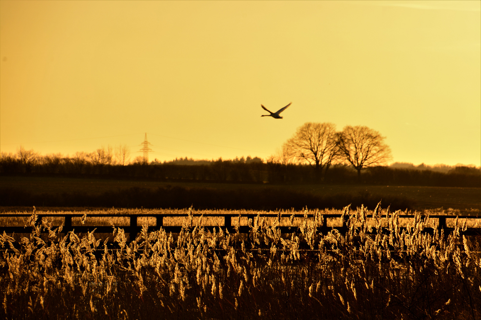 fliegender Schwan im Abendlicht