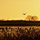 fliegender Schwan im Abendlicht