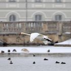 Fliegender Schwan im Nymphenburger Schlosspark