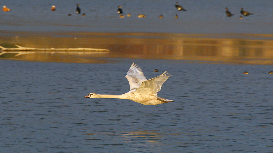 Fliegender Schwan in Abendsonne