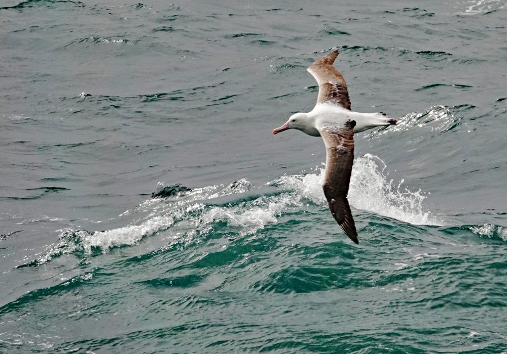 Fliegender Schwarzbrauenalbatros