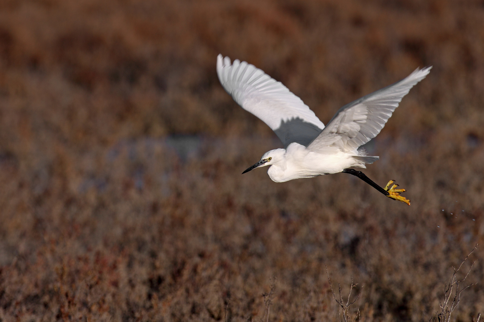 Fliegender Seidenreiher