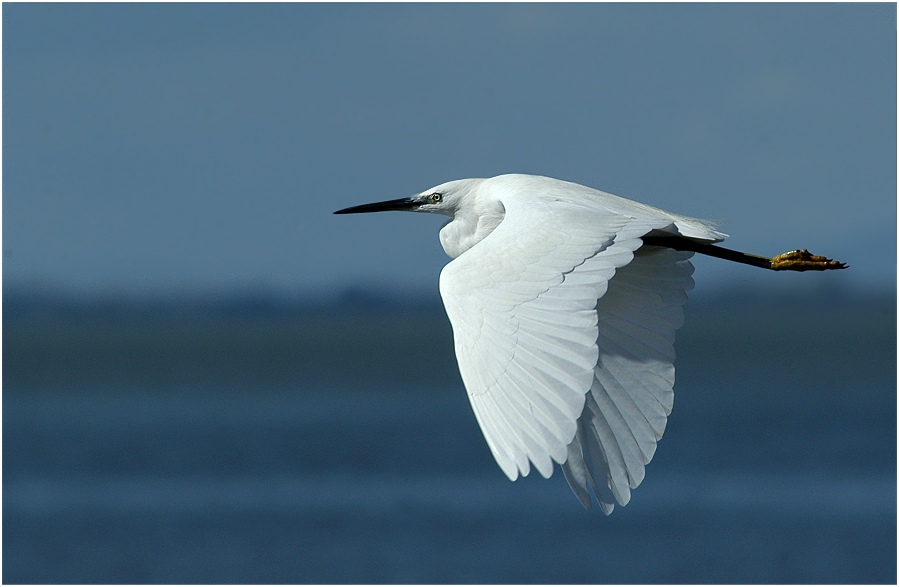 Fliegender Seidenreiher